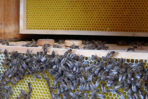 bienenwachs_900x600px.jpg bienenwachs_900x600px.jpg